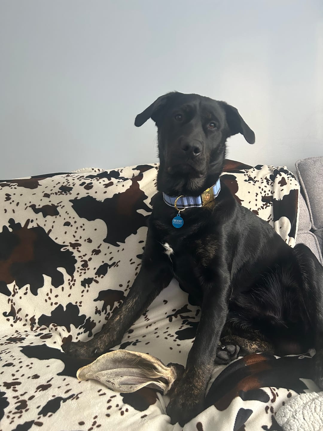 Customer photo review of Mystery Box - Dog