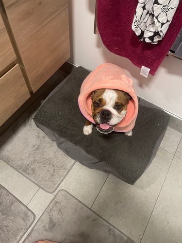 Customer photo review of DoggieBalm Natural Manuka & Hemp Shampoo and Conditioner