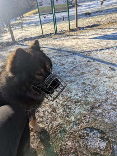 Customer photo review of „All in one“ Maulkorb