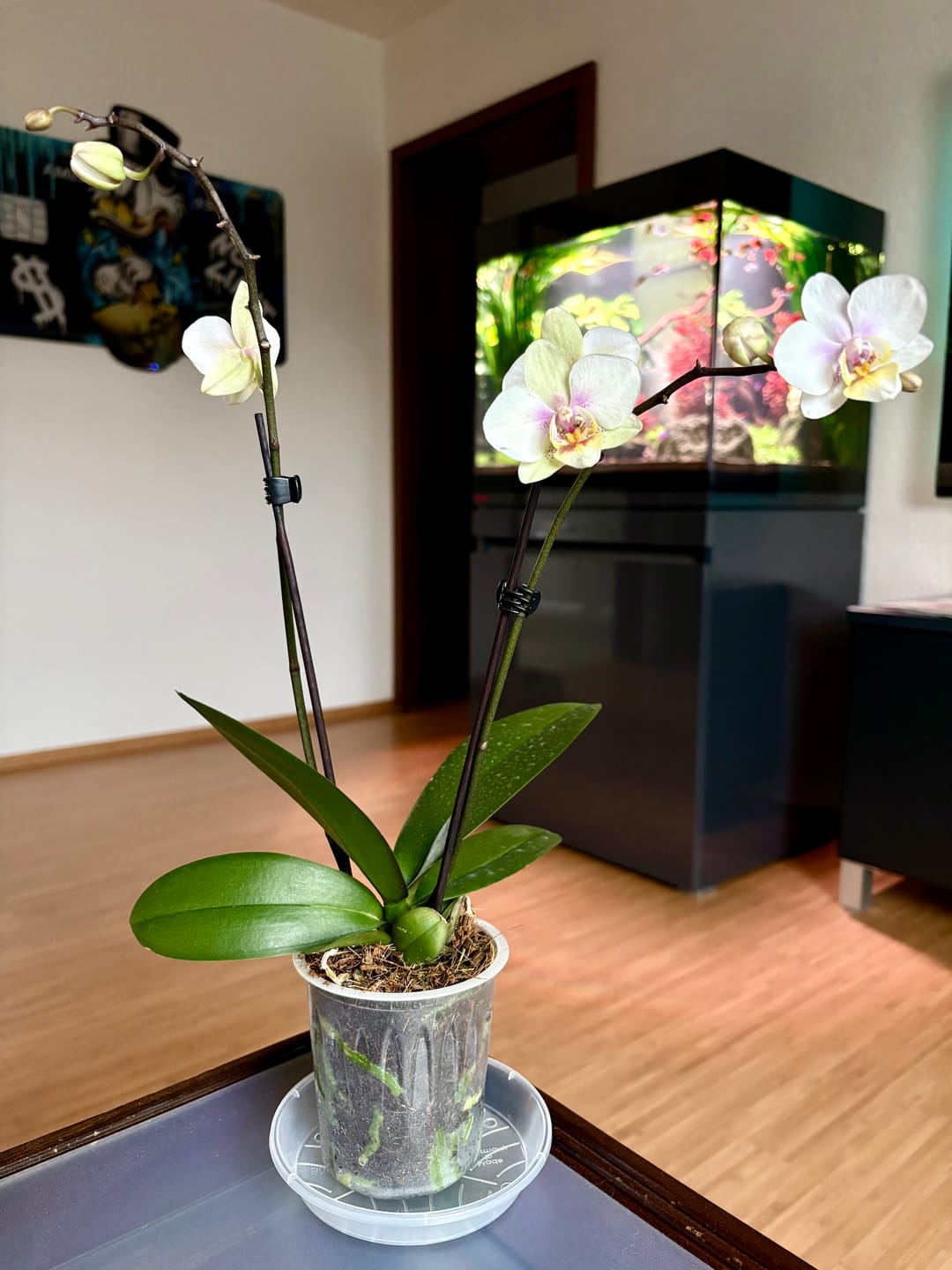 Customer photo review of Table Dance San José mit weiß-rosa Blüten und 2 Rispen