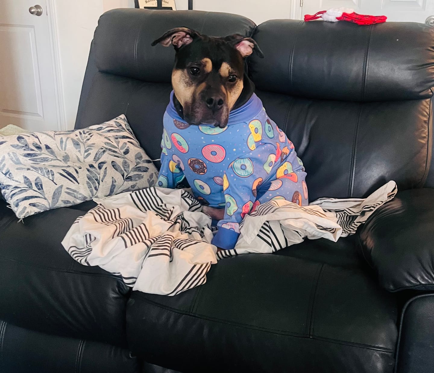 Customer photo review of Dog Pajama - Donuts