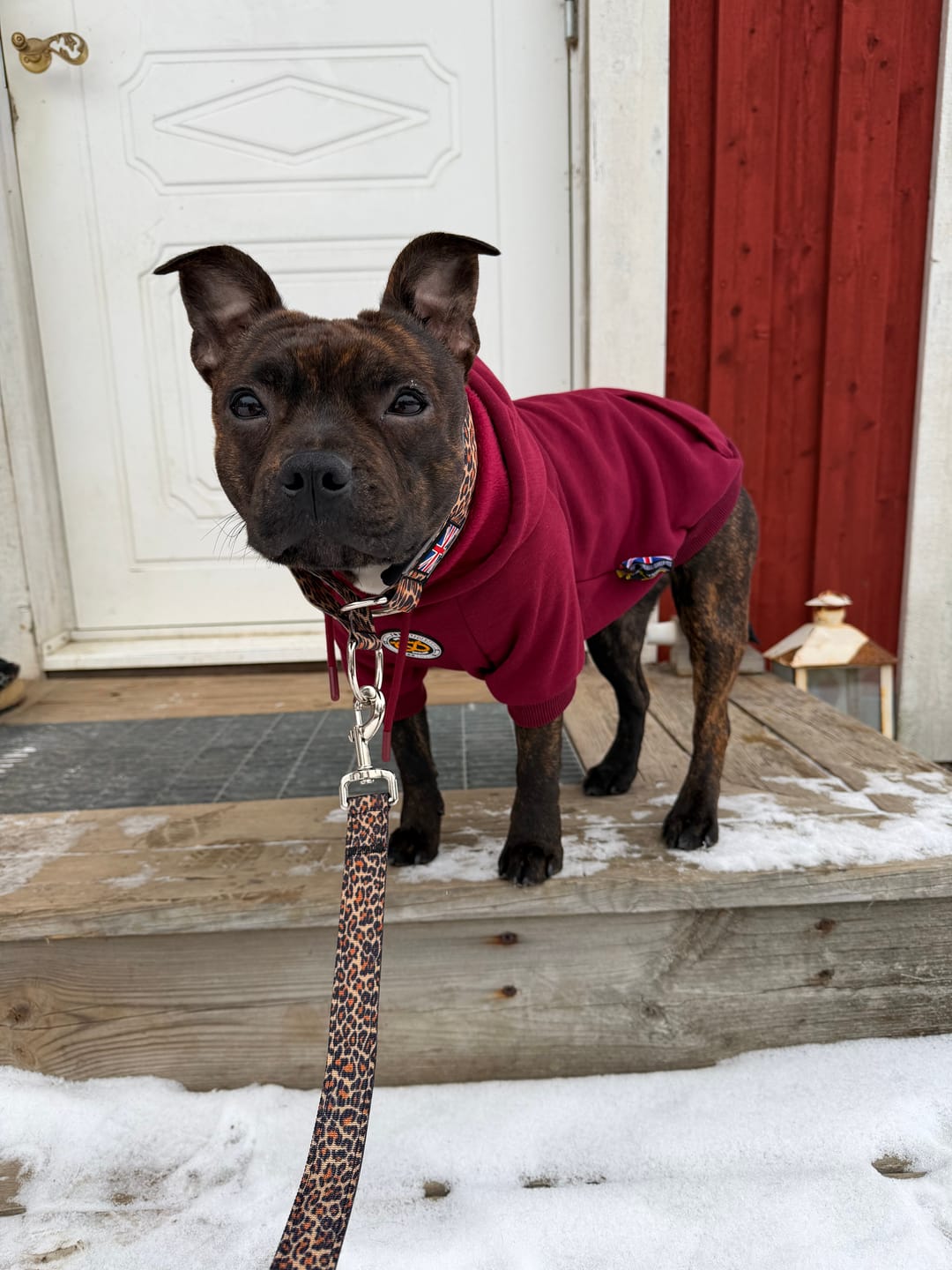 Customer photo review of Staffordshire Bull Terrier 1935® Martingale Collar - Leopard