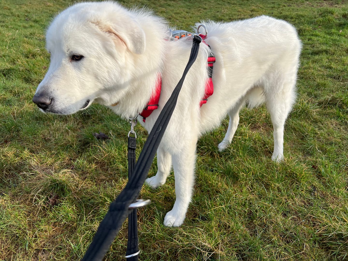 Customer photo review of Training Double Ended Dog Lead | 2m Length -  Black
