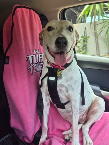 A reviewer's happy dog sits on the pink Waterproof Car Towel Seat Cover, protecting the passenger seat.