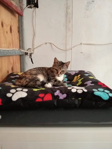 Customer photo review of CT2320 1 pieza de CAMA para mascota