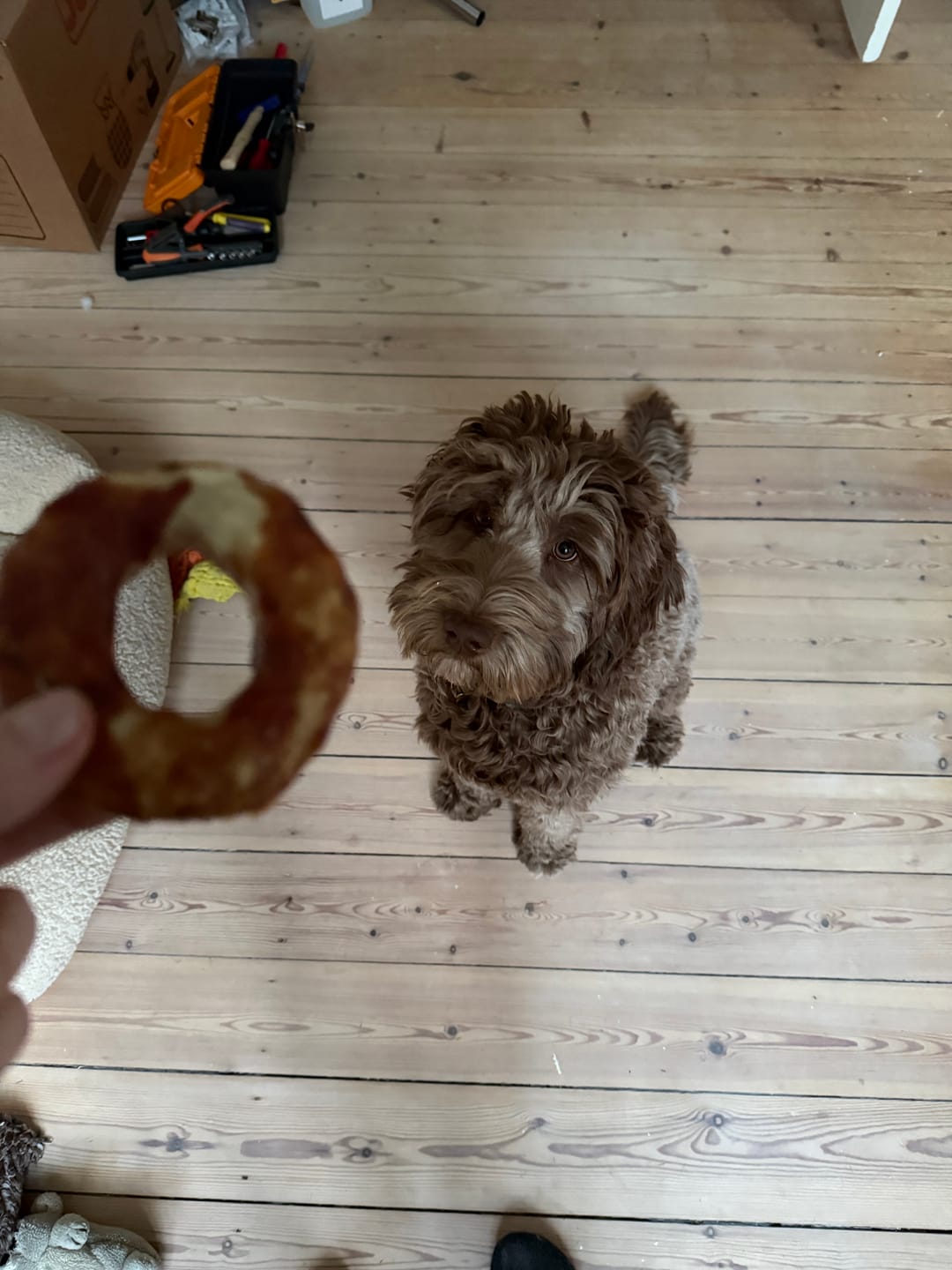 Customer photo review of Barkii - Kollagen Donuts m. And