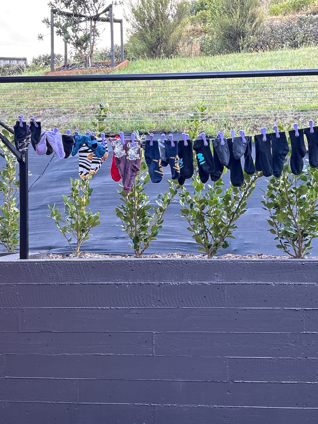 Customer photo review of Hegs Pegs 18pk
