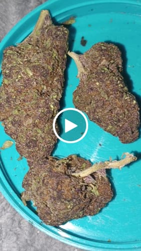 Customer video review of Tropicana Cherry THCA Flower