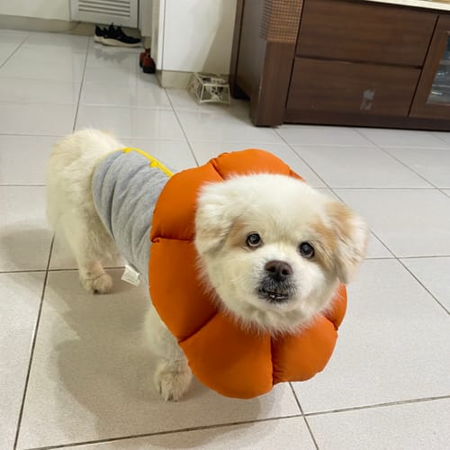 Customer photo review of HiDREAM 花朵伊麗莎白圈 防護頭套 寵物頭套 6色