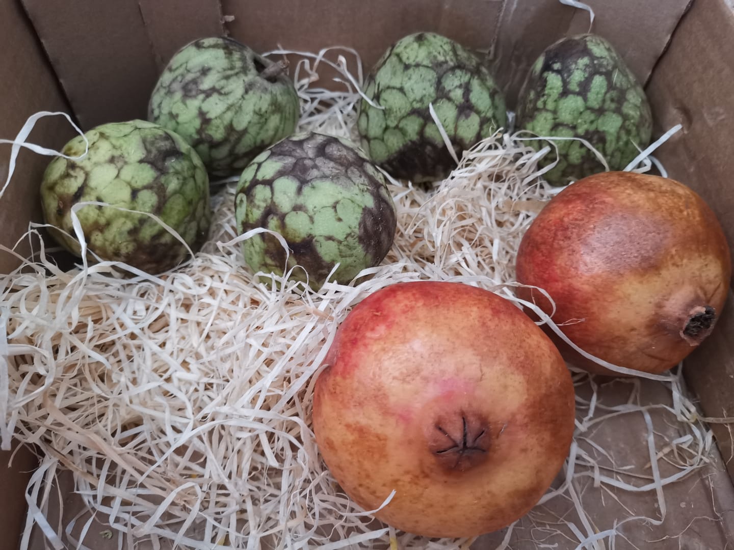 Customer photo review of Cherimoya Bio von Julian Sonderaktion %