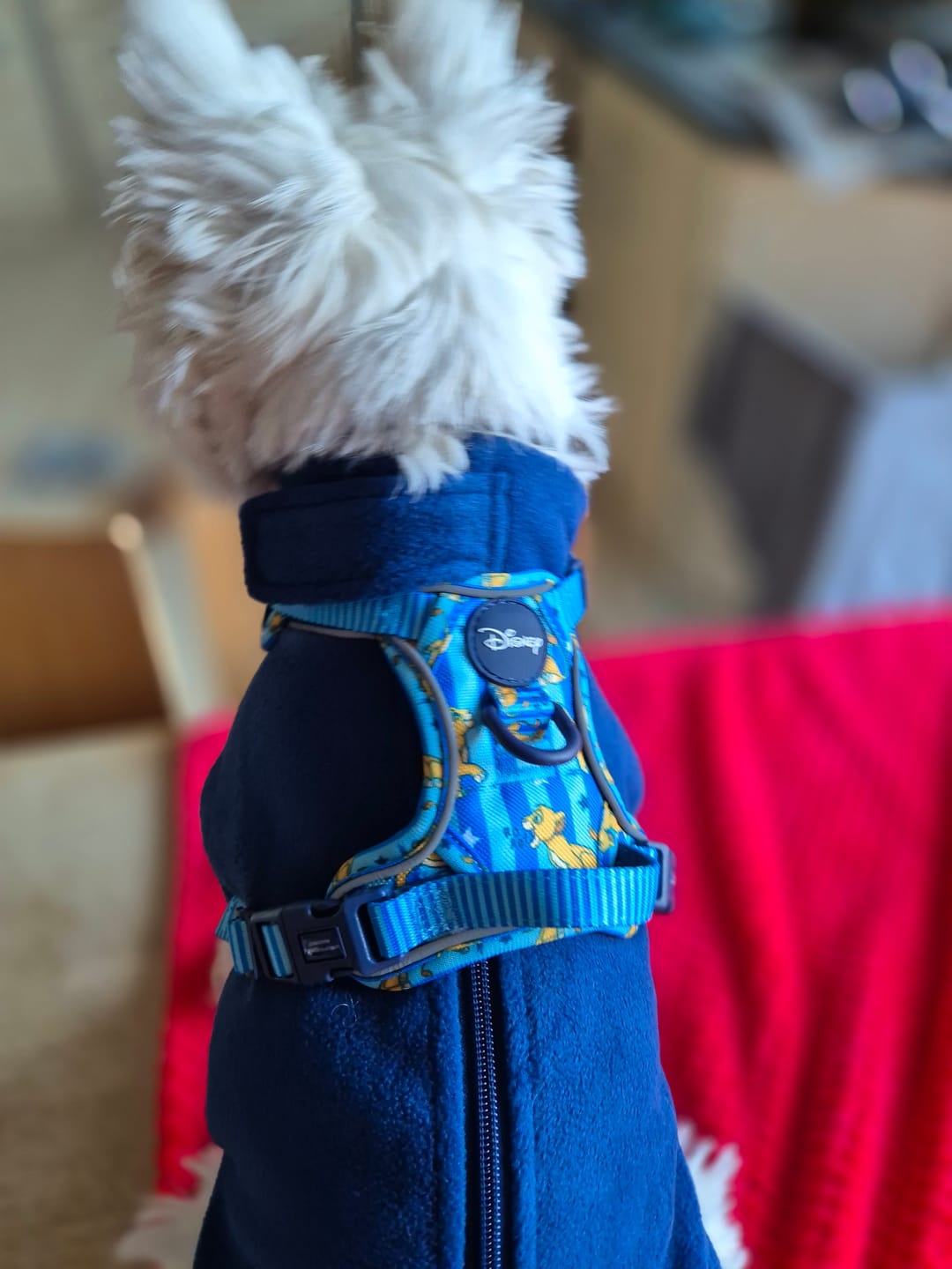 Customer photo review of Disney© Tough Trails™ Harness - Simba