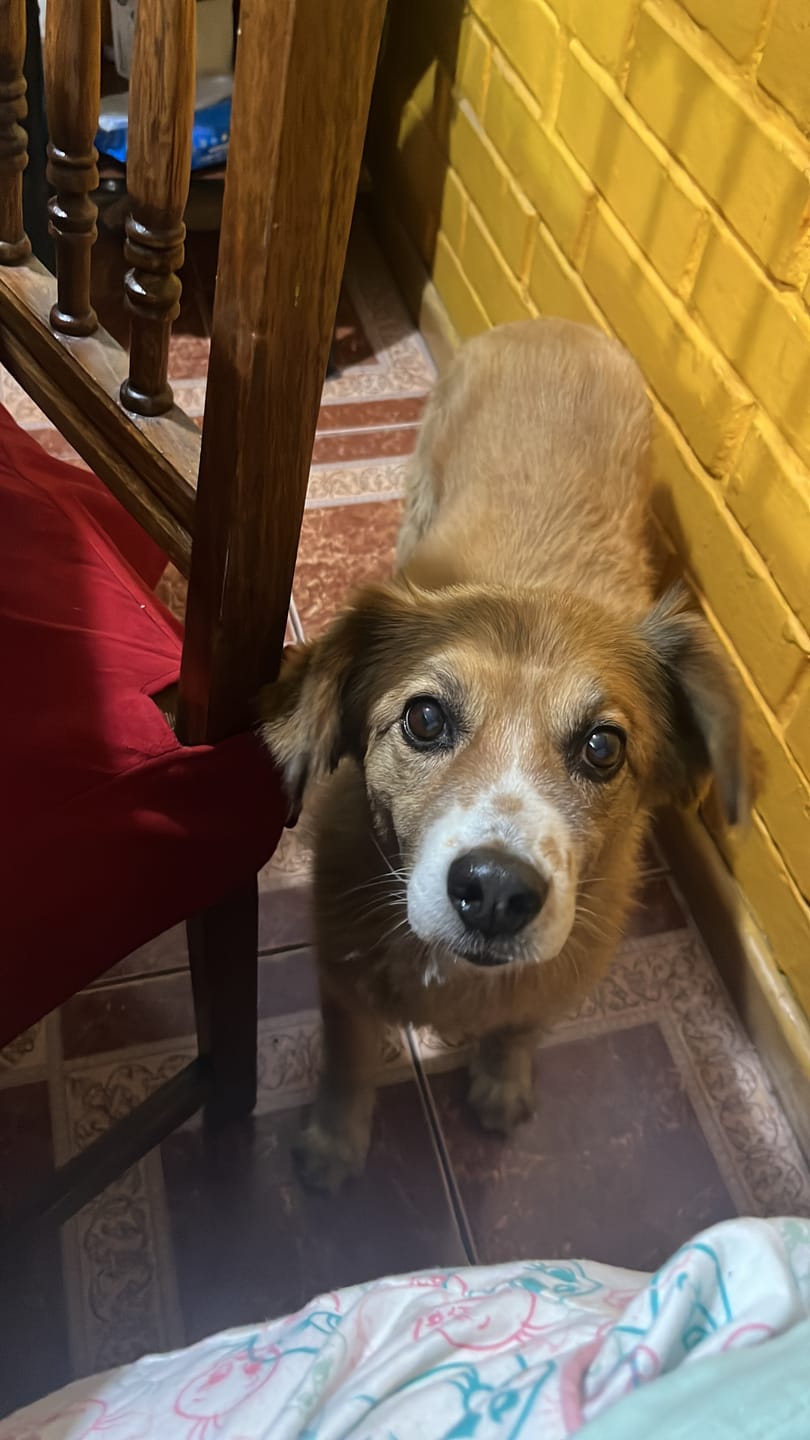 Customer photo review of PetFamily Cookies