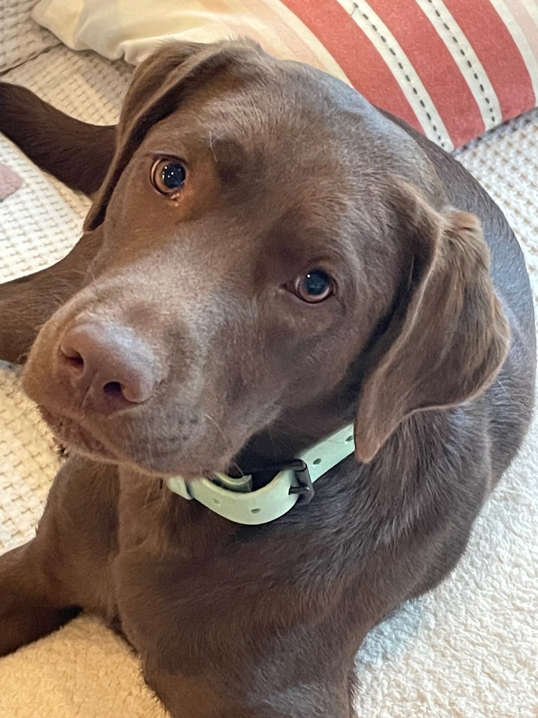 Customer photo review of Classic Buckle Leather Dog Collar - Custom Sized