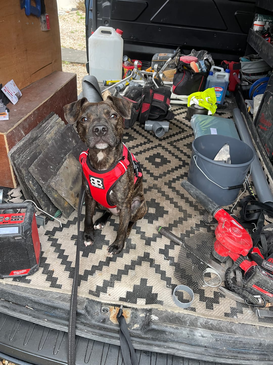 Customer photo review of Comfort Premium Harness | Non Restrictive - Red