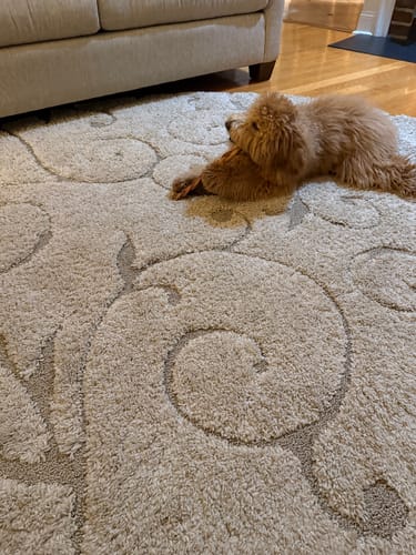 Customer photo review of Braided Bully Sticks 11-12"