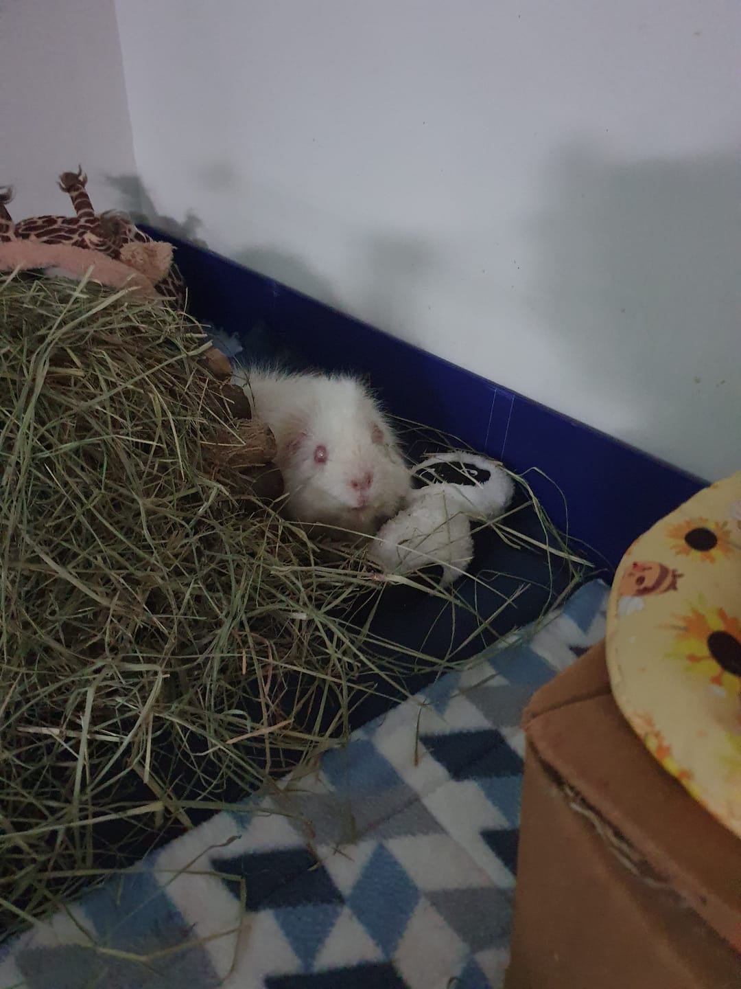 Customer photo review of Ozzy Pets Grass Hay for Guinea Pigs
