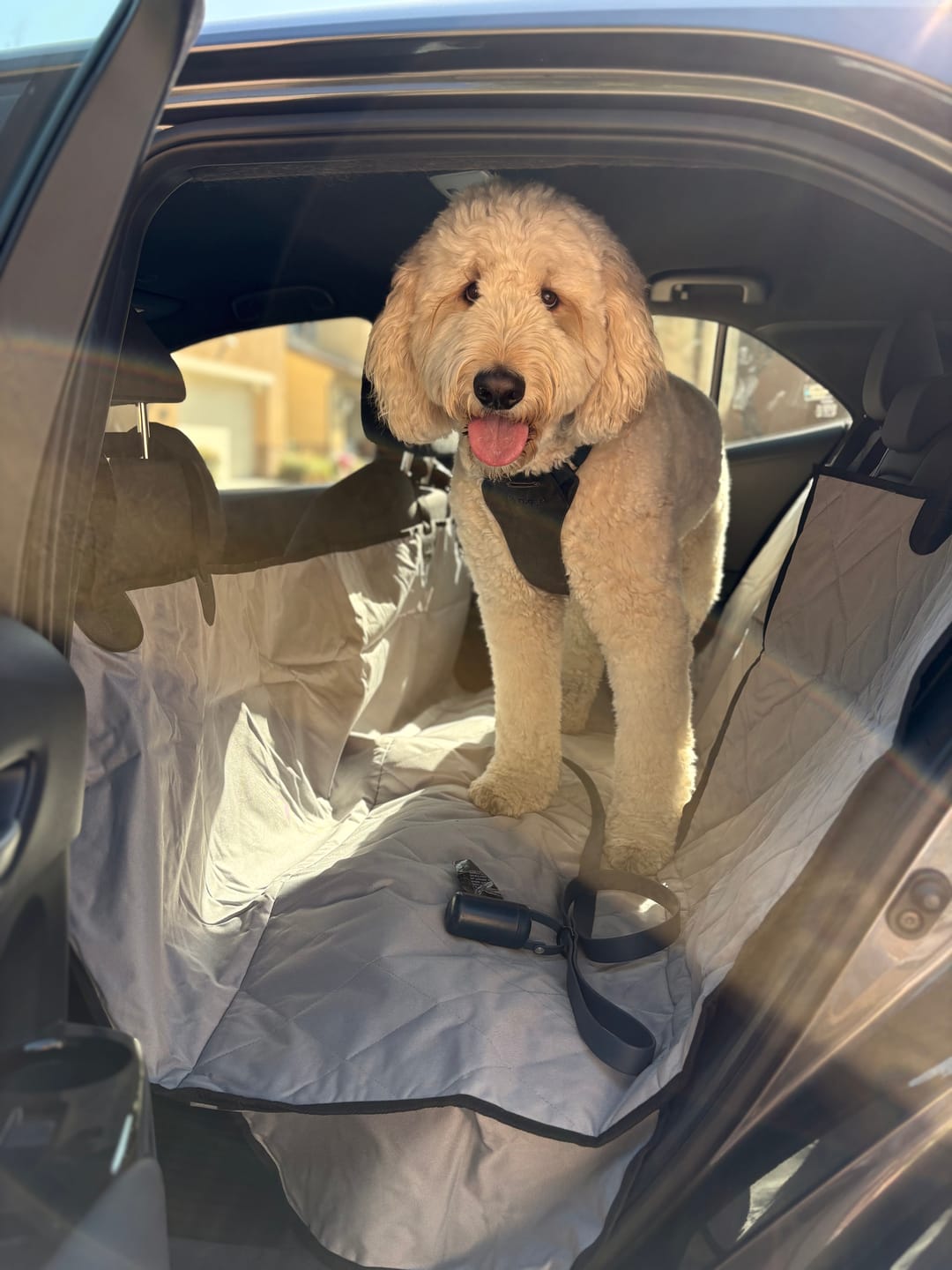 Customer photo review of Rear Seat Cover for Fold Down Seats with Hammock - Regular