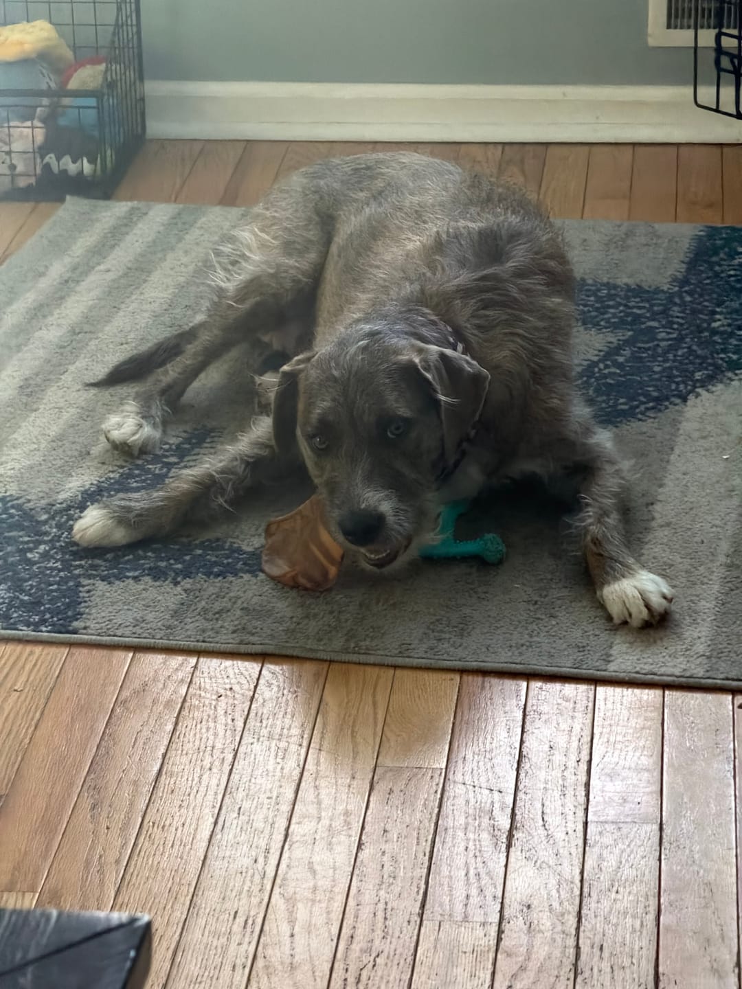 Customer photo review of Pig Ears