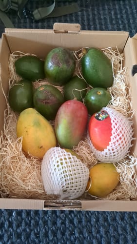 Kunde zeigt die gelieferten Bio Bacon Avocados in der offenen Versandbox mit Polsterung.