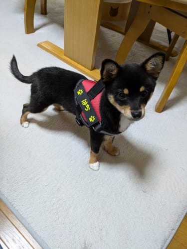 Customer photo review of FunFunPet 高機能ハーネス（お名前タグ作成サービス付き）