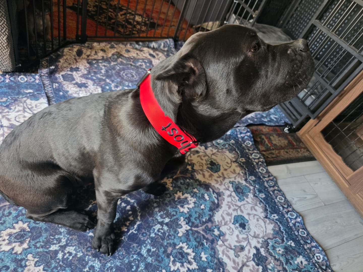 Customer photo review of 5cm Combat® Collar | With Handle & Secure Clip - Red