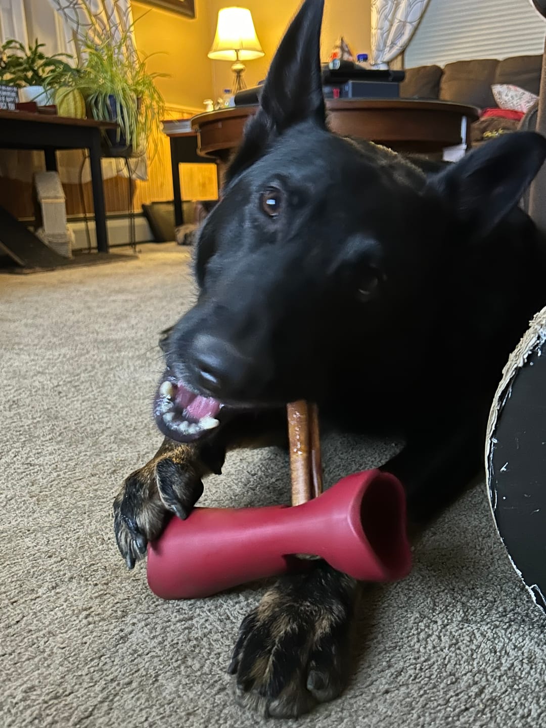 Customer photo review of Bully Stick Safety Holder