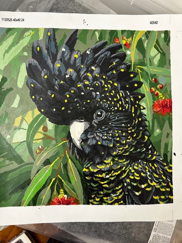 Customer photo review of Black Cockatoo Amidst Blossoms