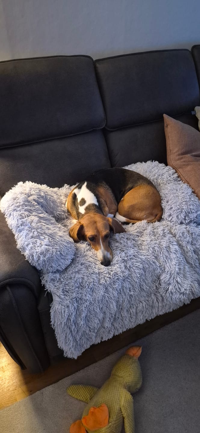 Customer photo review of CalmCouch - Motverkar ångest & skyddar din soffa