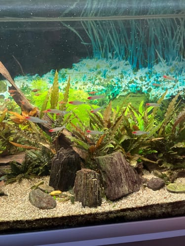 Customer photo review of Aquarienpflege 05.12.2025 13:00-17:00 Uhr