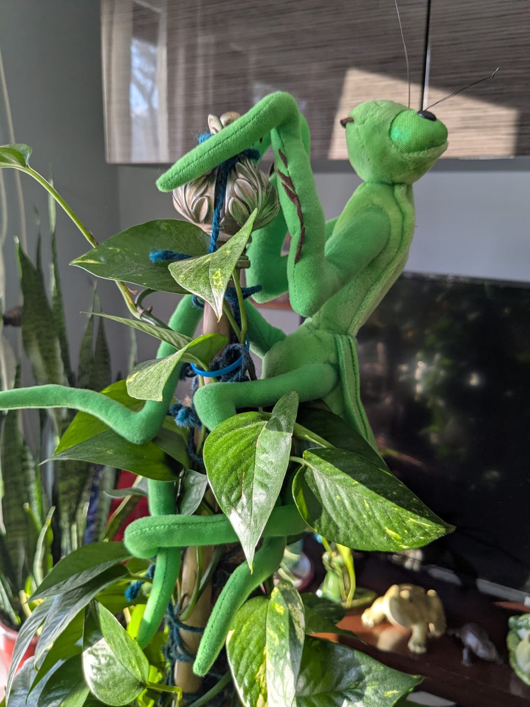 Customer photo review of Green Chinese Mantis Soft Stuffed Plush Toy