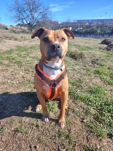Customer photo review of Y Shaped Dog Harness PROTECT Brown/Neon Orange | AnnyX
