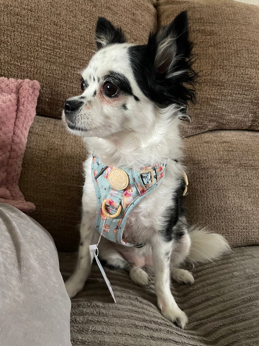 Customer photo review of Disney© Tough Trails™ Harness - Winnie The Pooh