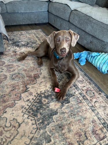 Customer's gray puppy lying on a patterned rug holding a pink Strawberry Himalayan Yak Chew.