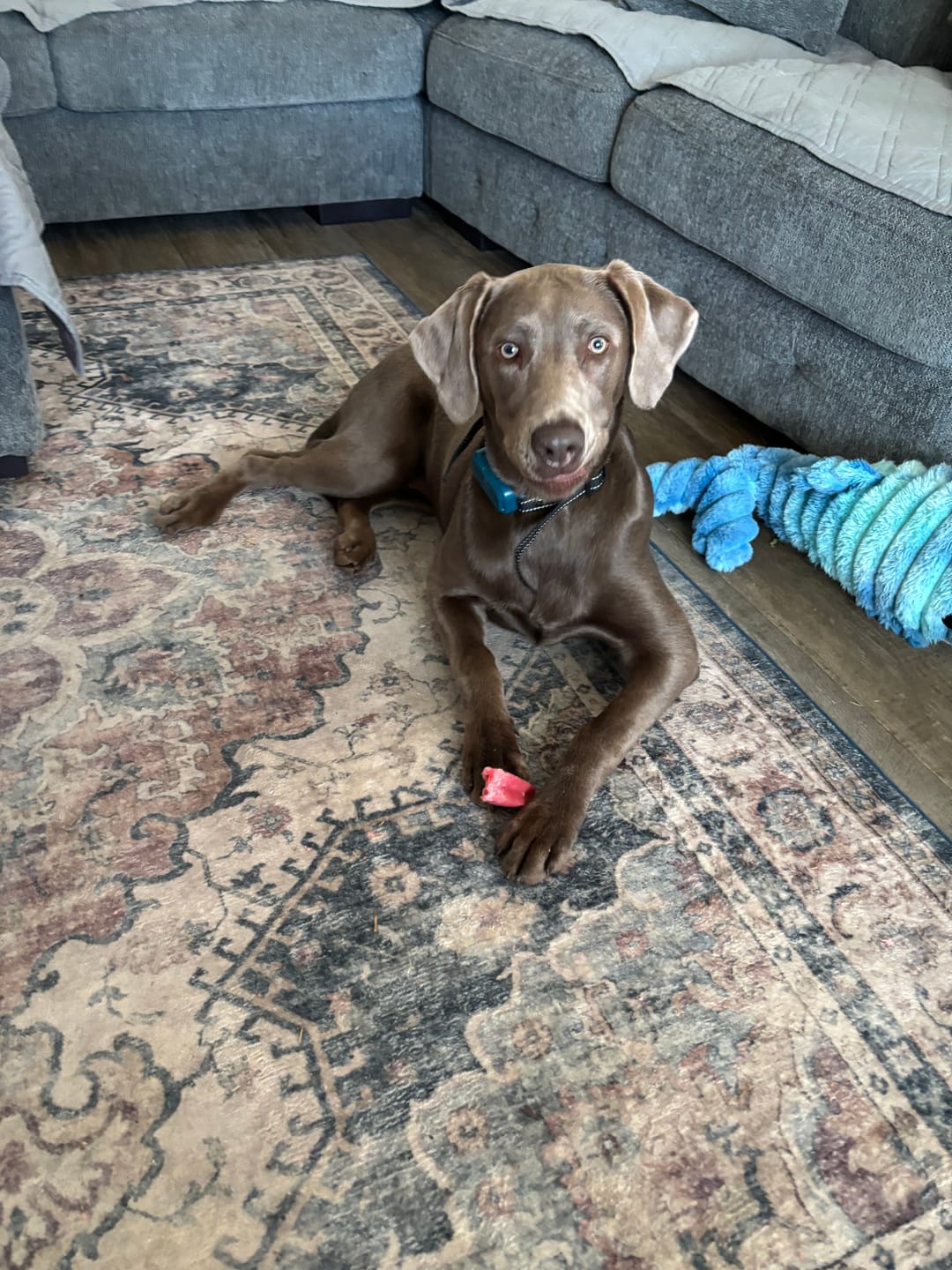 Customer photo review of Strawberry Himalayan Yak Chew (MEDIUM)