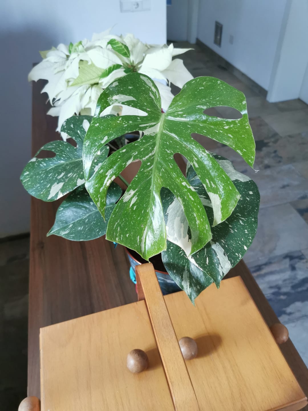 Customer photo review of Monstera Thai Constellation