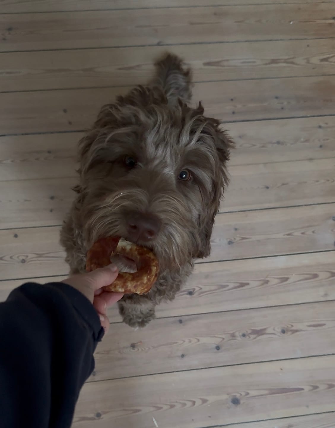 Customer photo review of Barkii - Kollagen Donuts m. Kylling