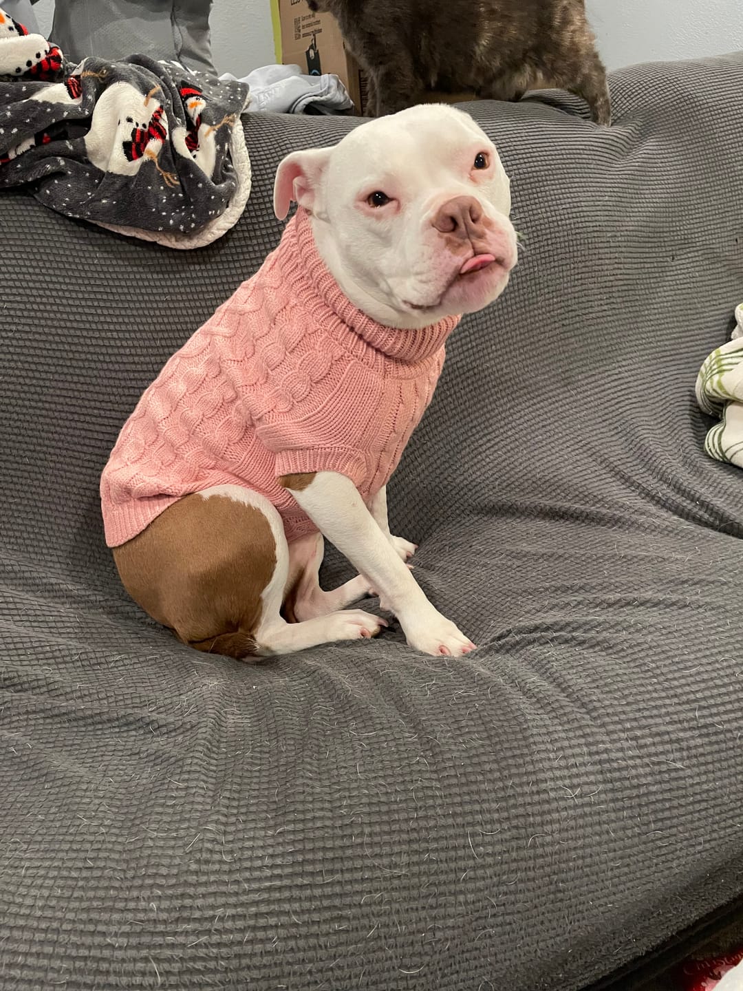 Customer photo review of Cable Knit Dog Sweaters