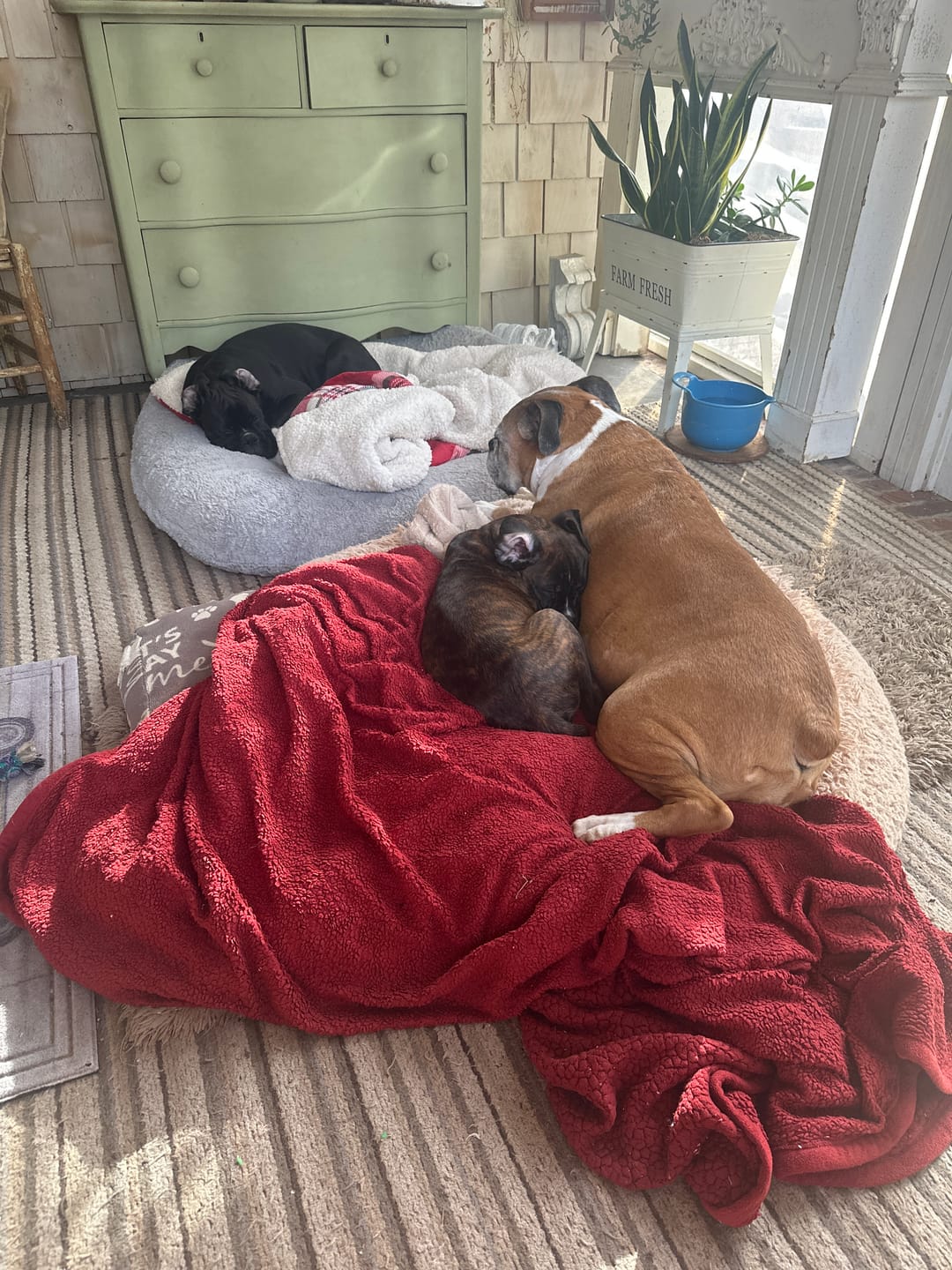 Customer photo review of Nutri Source - Puppy Starter Plus 30/21