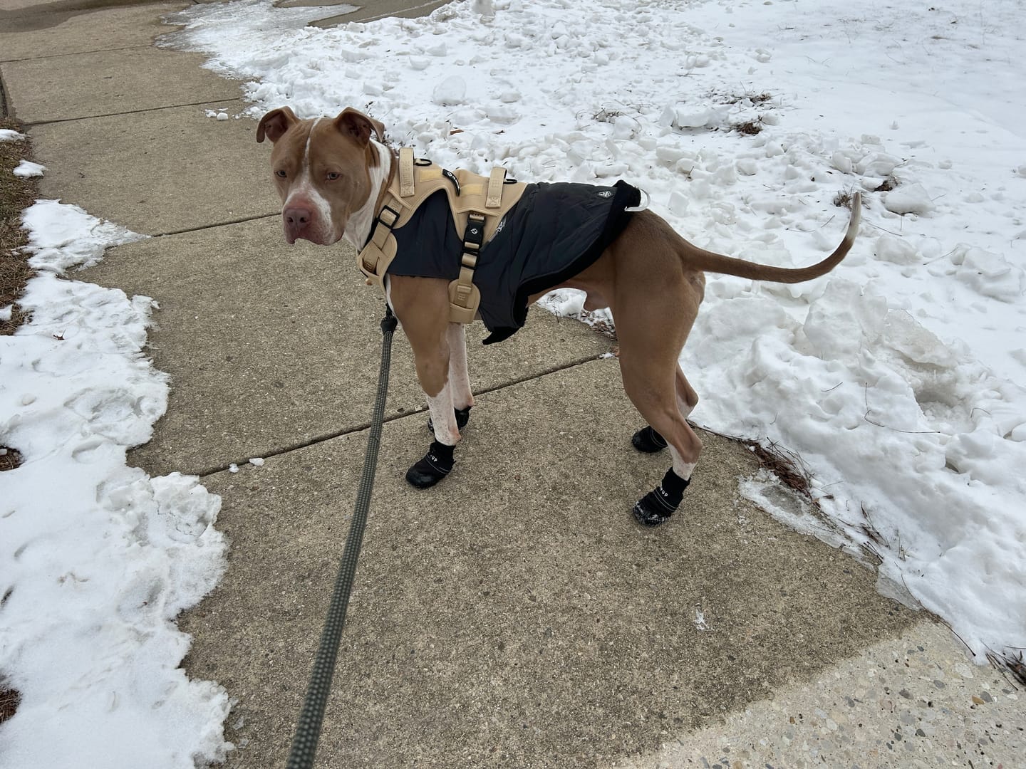 Customer photo review of AIR PUP DOG BOOTS - SET OF 4