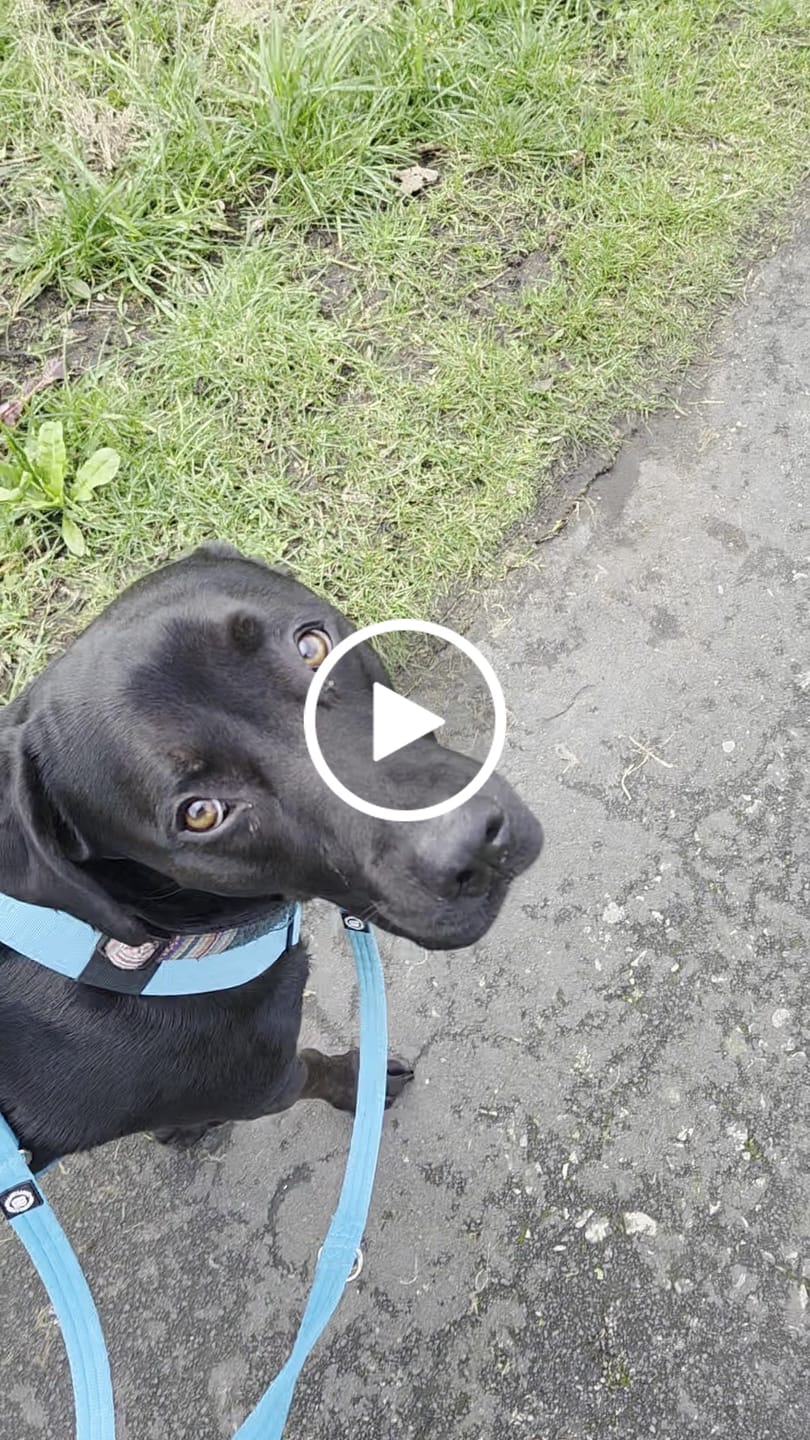 Customer video review of Training Anti Pull TRI-Harness® | M-XL Breeds - Light Blue
