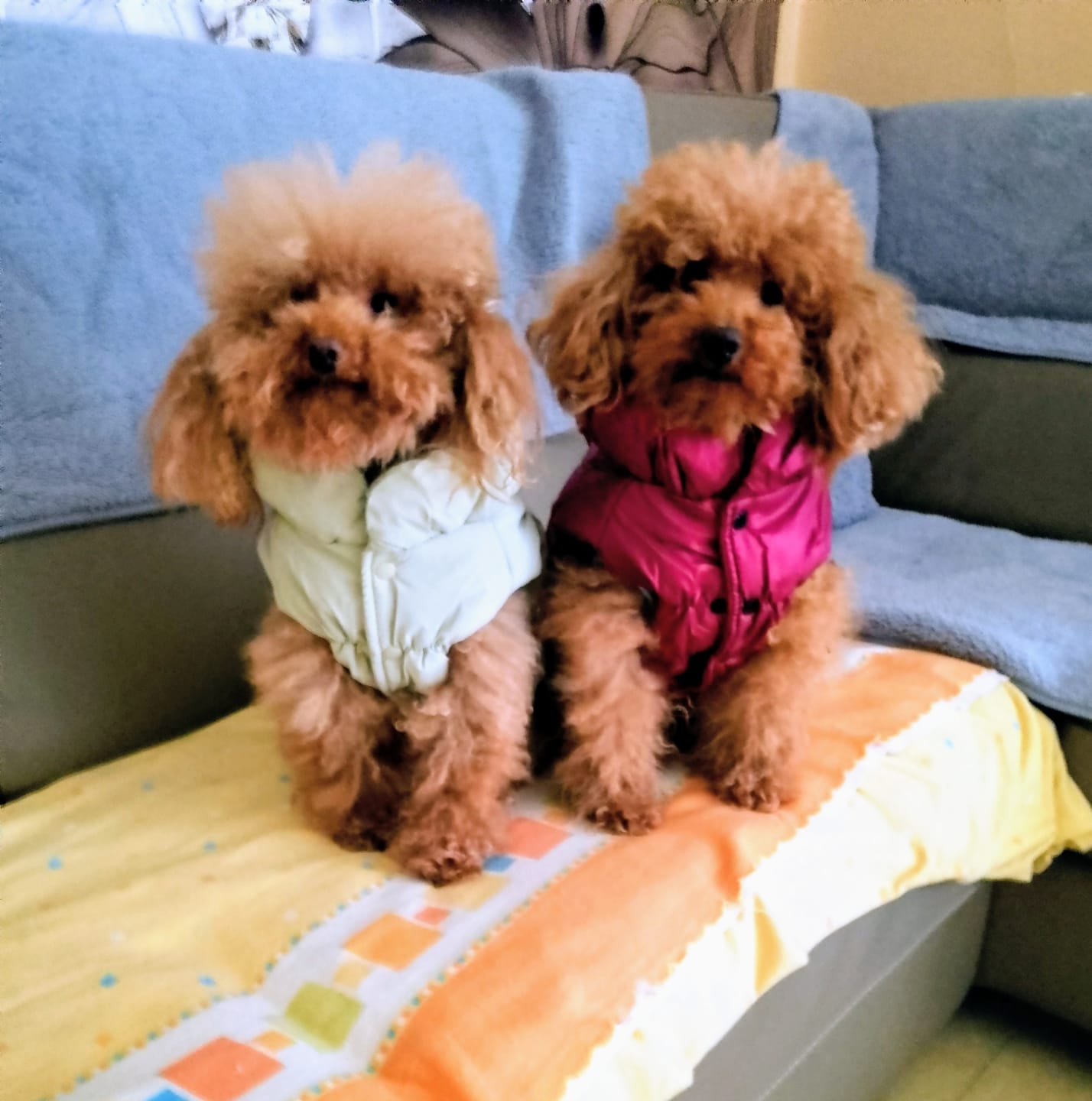 Customer photo review of Sweet Bomber