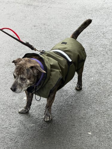 Customer photo review of 3-in-1 Dog Coat