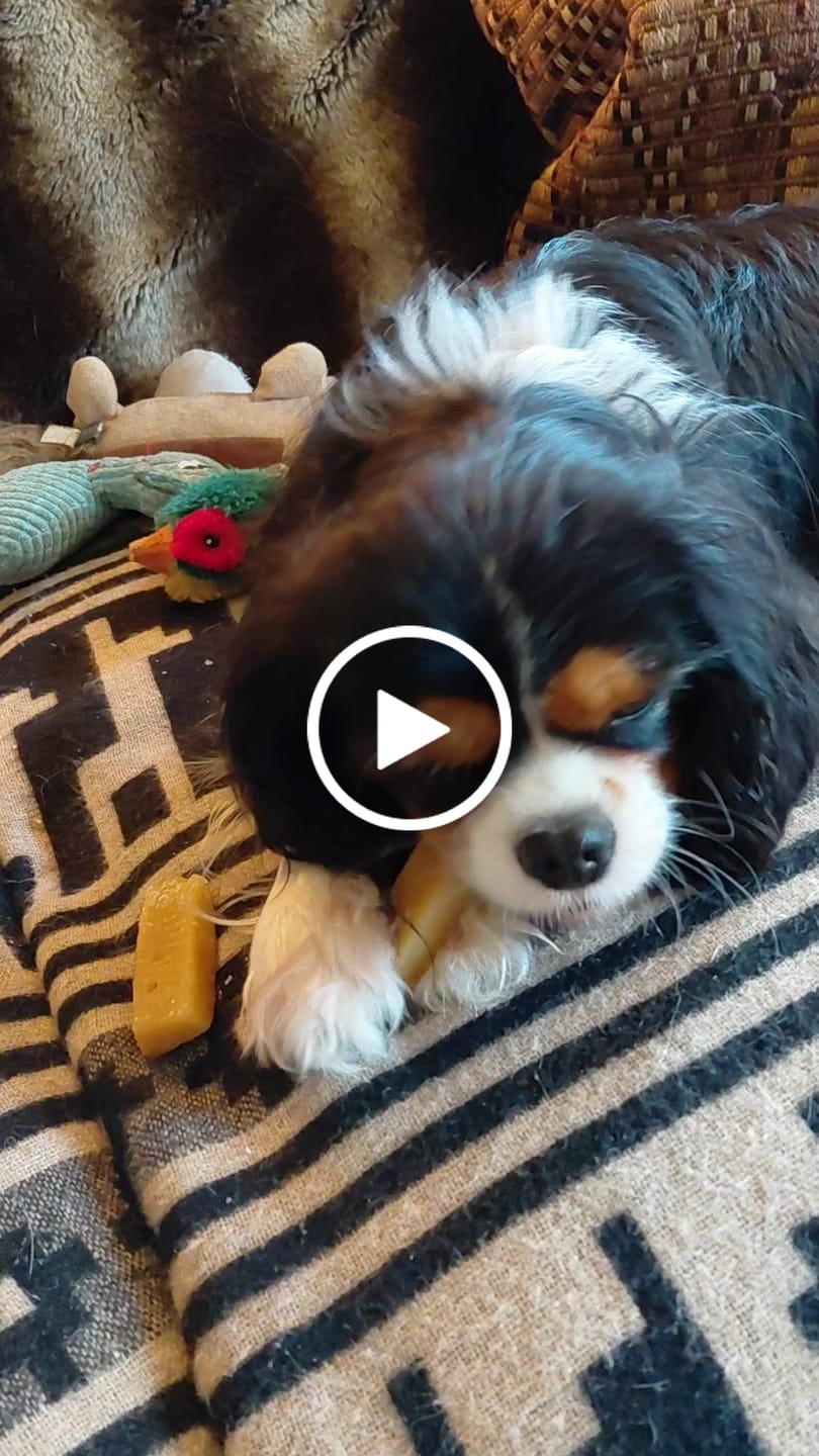 Customer video review of Himalyan yak chew (SMALL)