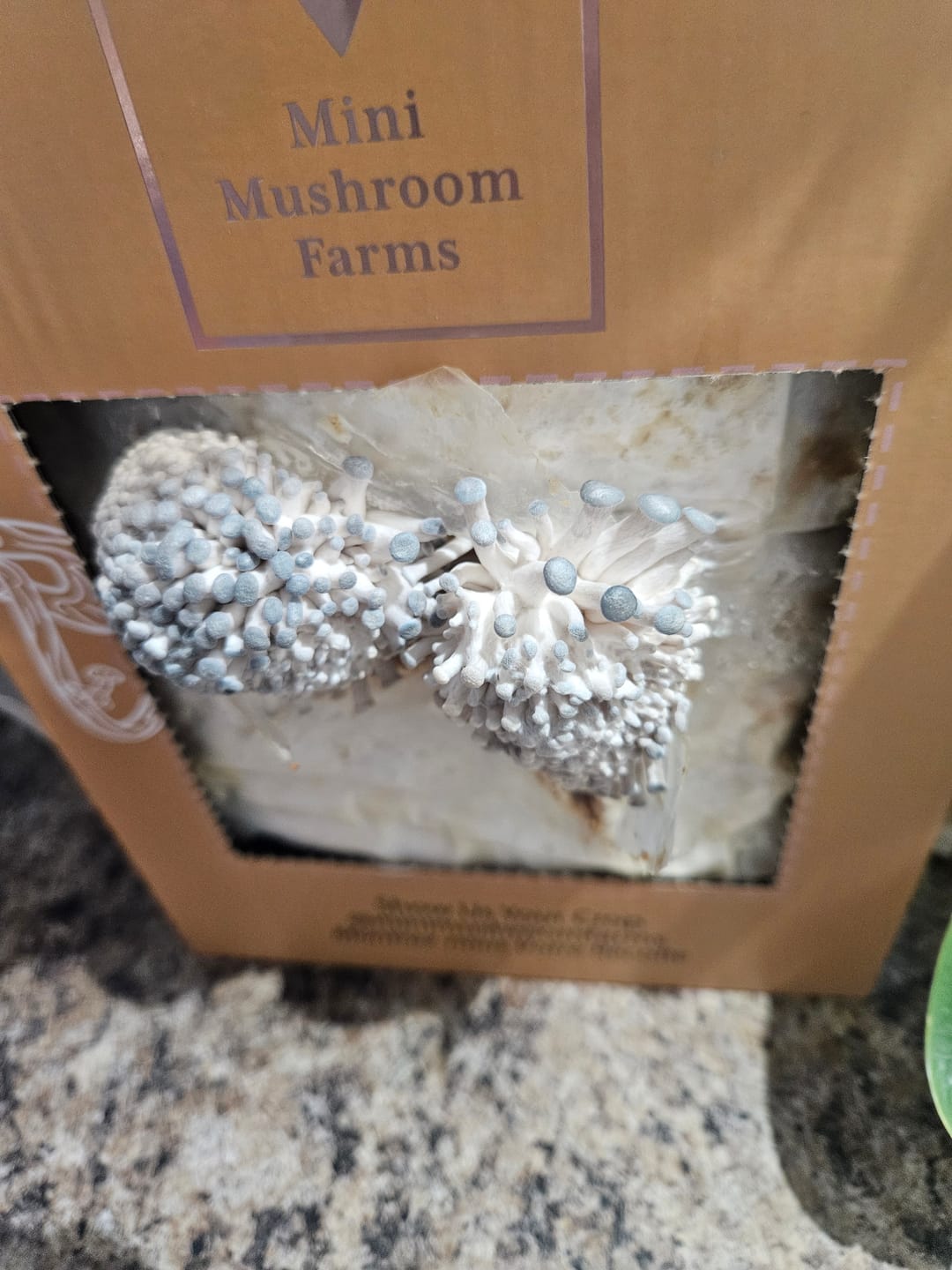 Customer photo review of 4 Grow Kits Variety Pack