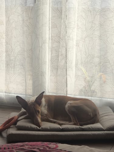 Customer photo review of Materassino Sfoderabile Vichy Marrone