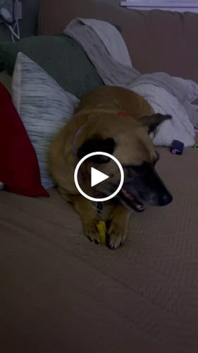 Customer video review of Long-Lasting Yak Chews — 6 Flavor Pack