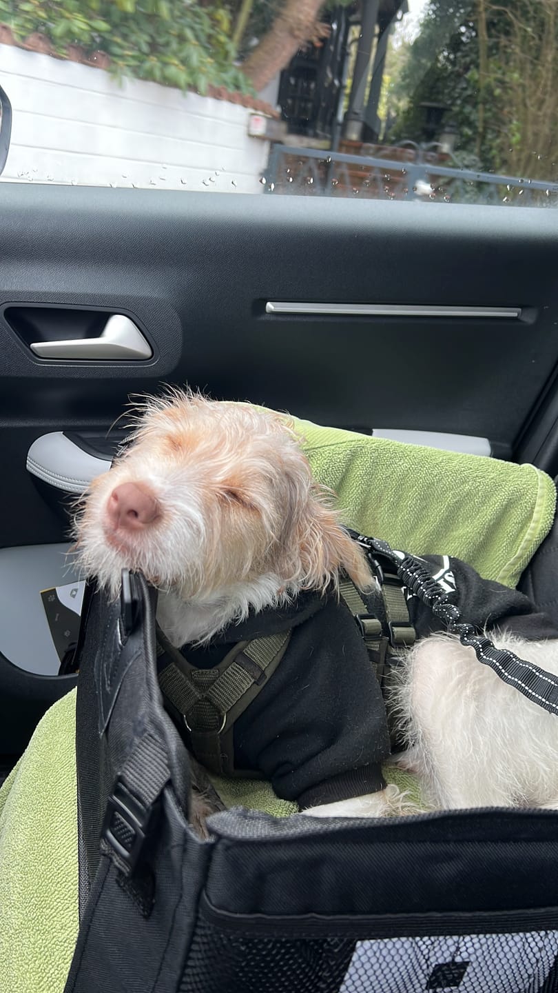 Customer photo review of DNA Test Rassebestimmung Pro Hund