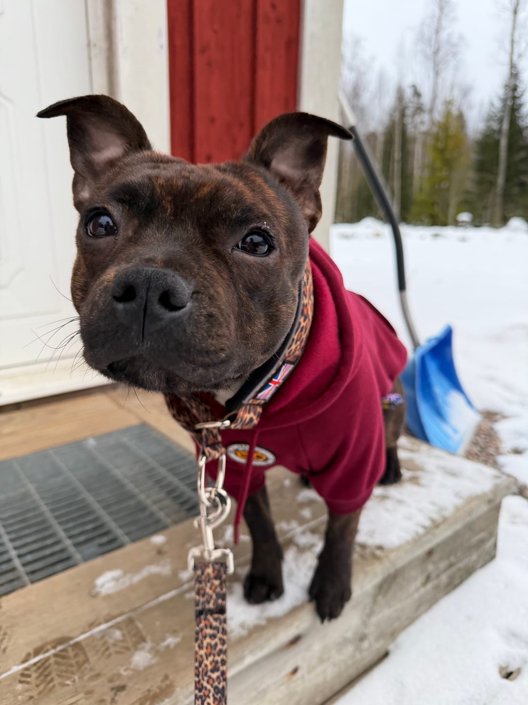 Customer photo review of Staffordshire Bull Terrier 1935® Hoodies - Burgundy