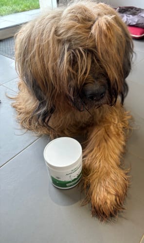 Le chien d'un client couché sur le sol à côté d'un pot de Complément articulations.