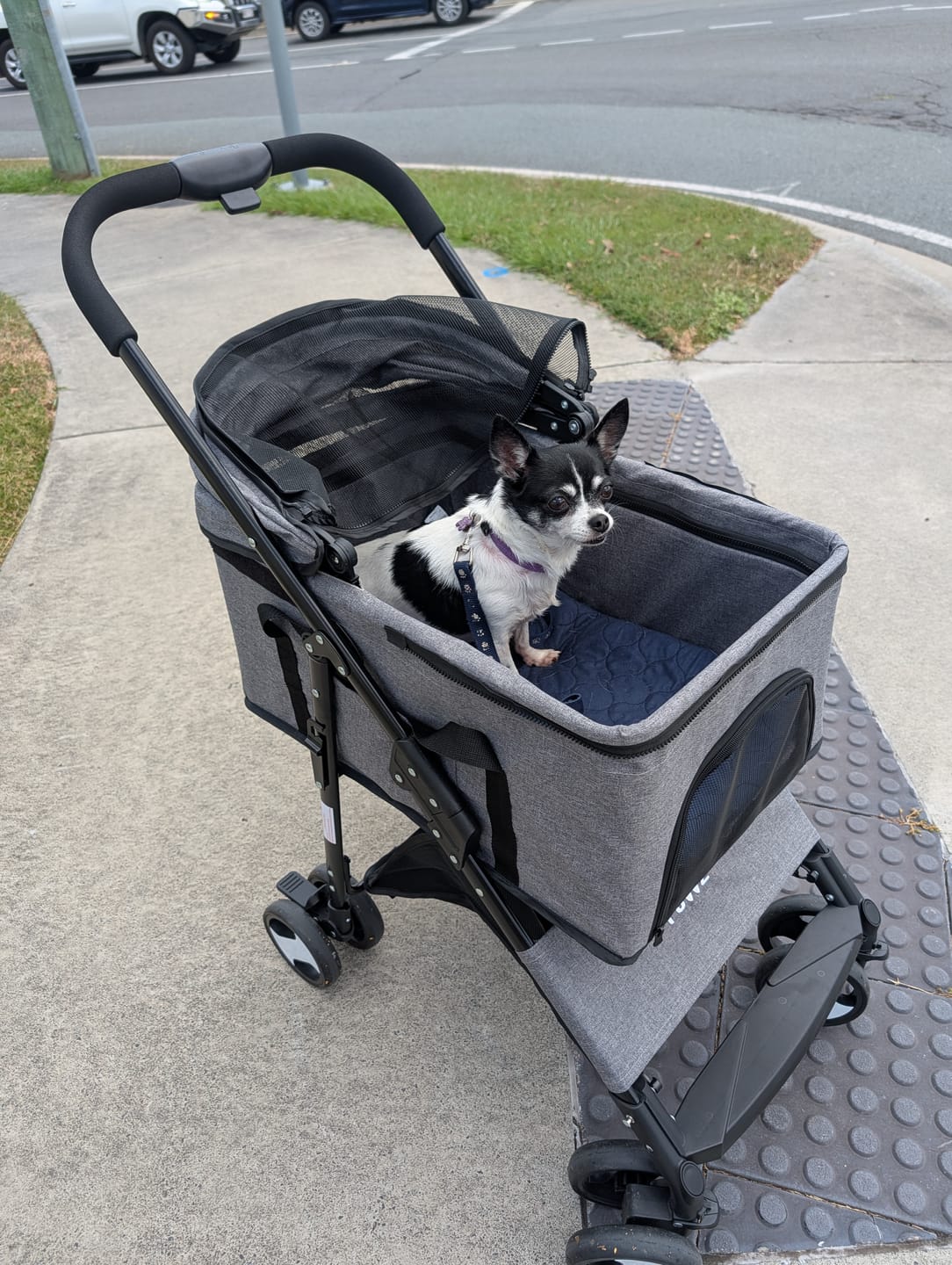 Customer photo review of Large Dog Stroller Cruiser